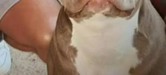 Geb., Sept. 2024 / Gechippt, Geimpft nicht Kastriert